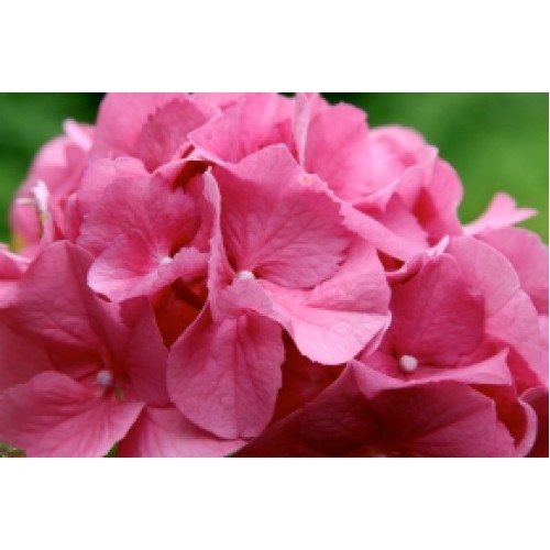 Salmon Pink Hydrangea Tosca plants 1 Flowering Mophead macrophylla shrubs Salmon Pink Hydrangea Tosca plants 1 Flowering Mophead macrophylla shrubs